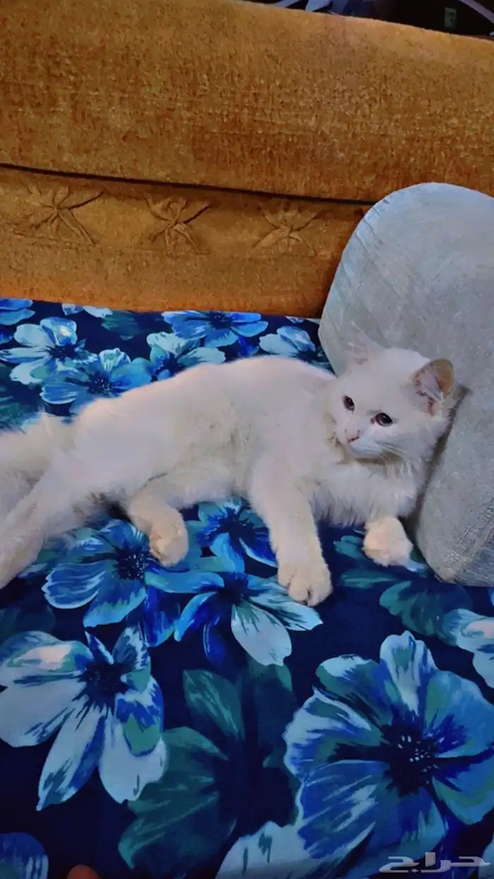 للبيع بسه شيرازيه اليفه اوراقها ضايعه تركوها اصحابها وسافرو 0