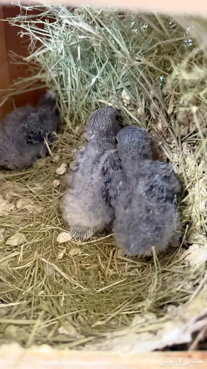 للبيع زوج روز مع انتاجة 1