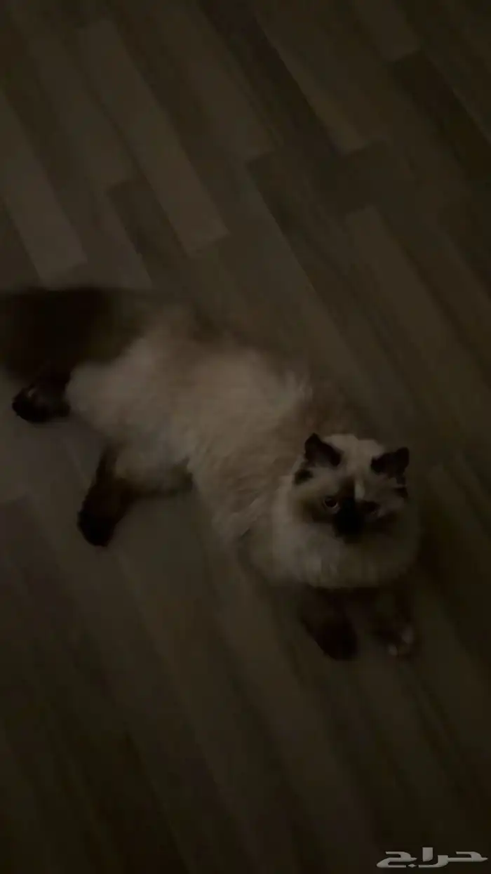 قطه هملايا للبيع 0