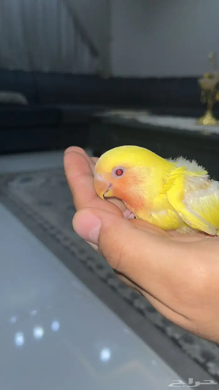 فرخ روز لاتينو شامل ملحقاته 0