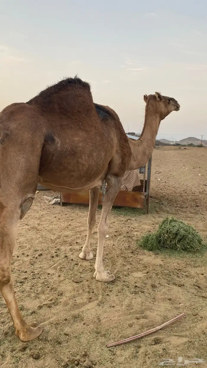 مدني مشروطه شرط 2