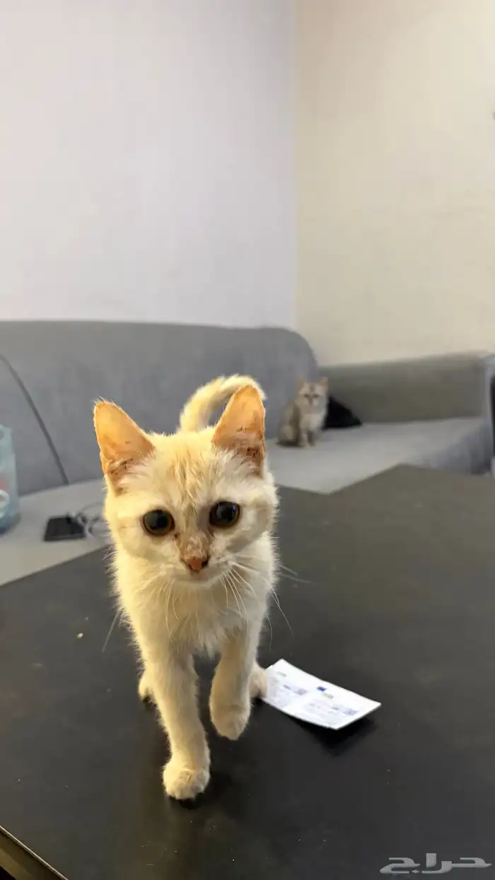 بستين انثى شيرازي اخوات 2