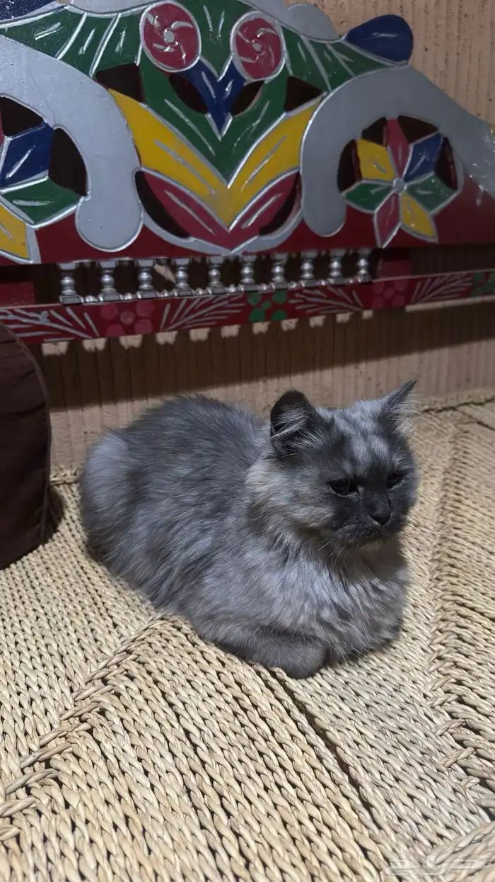 قطه للتبني 0