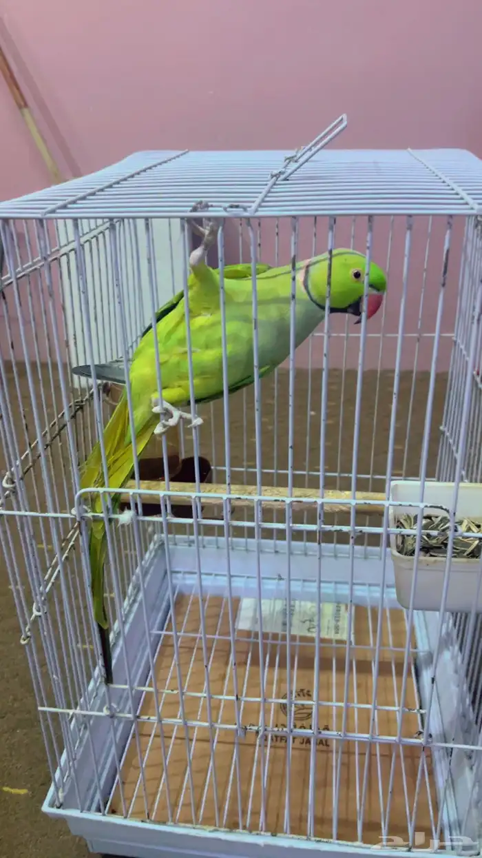 ببغاء دره ذكر 0