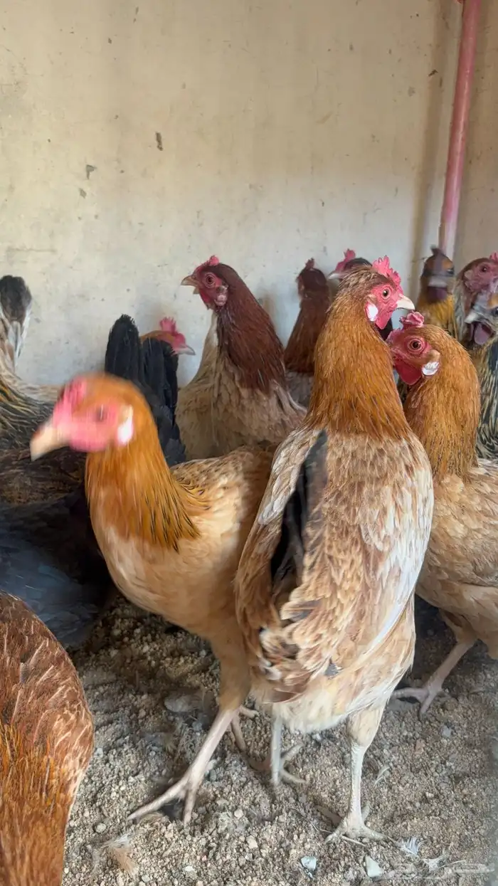 دجاج بياض بلدي اصيل 8