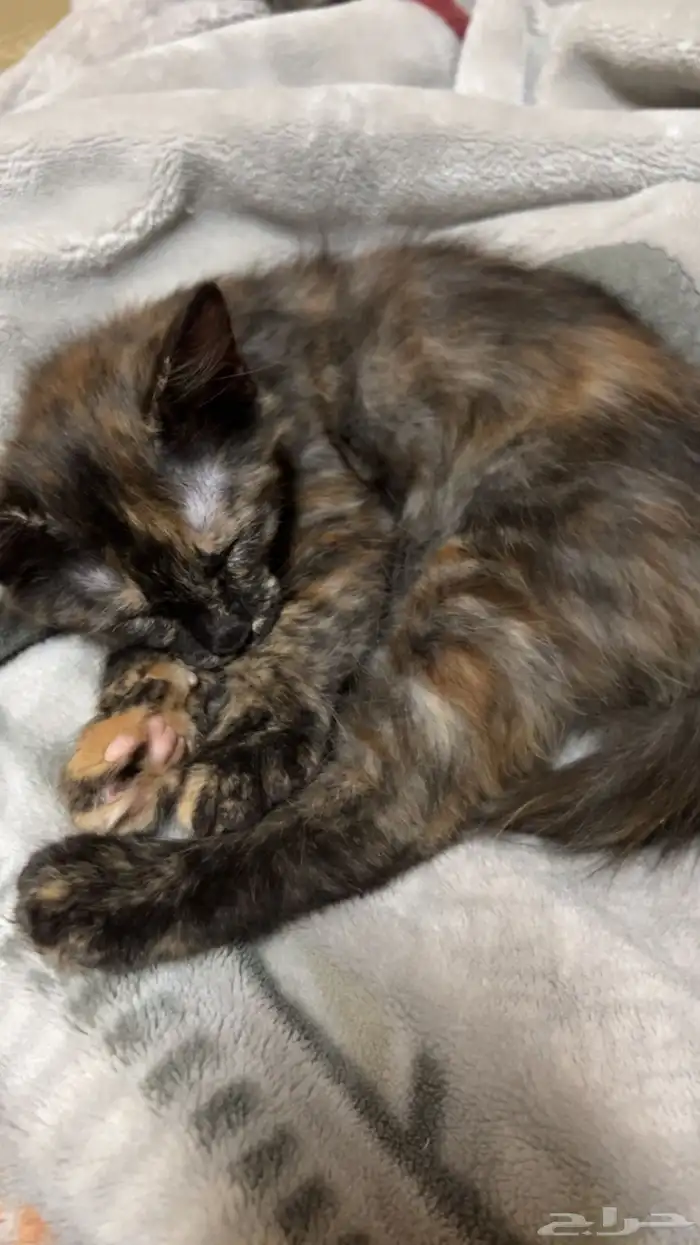 قطط للتبني 3