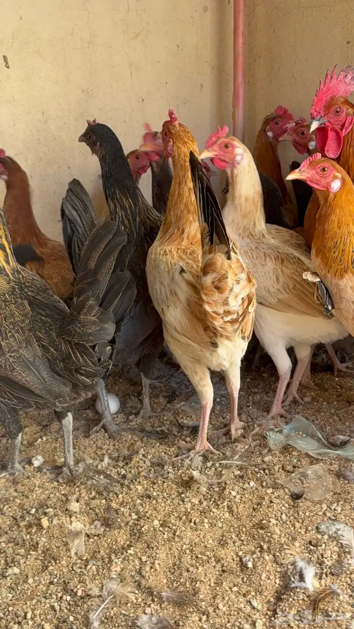 دجاج بياض بلدي اصيل 14