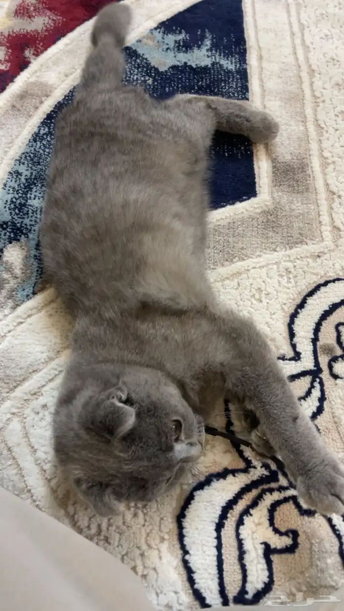 قط للبيع سكوتش فولد 1