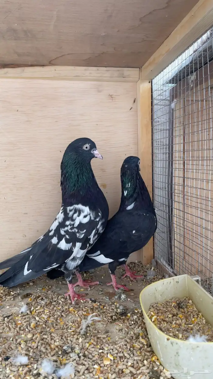 حمام باكستاني رامبوري 3