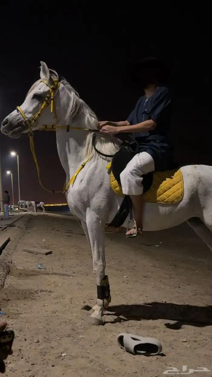 فرس شعيبه شيخه 6