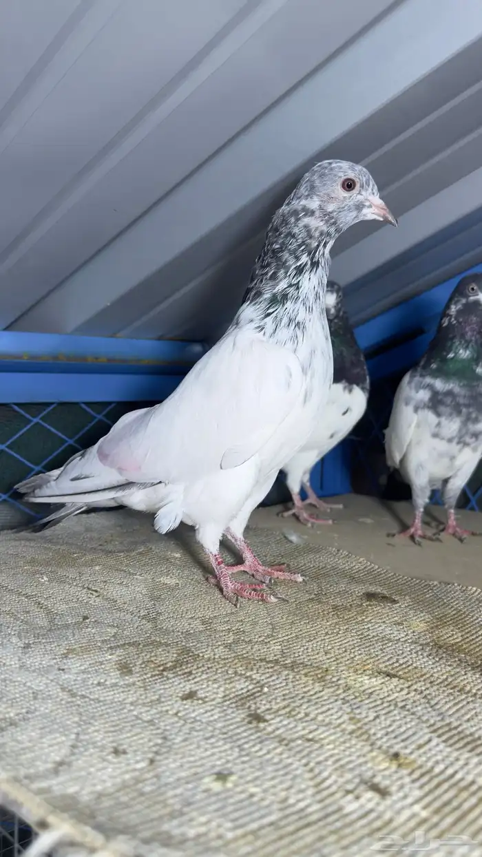 حمام باكستاني تيدي وفرده قولدن 4