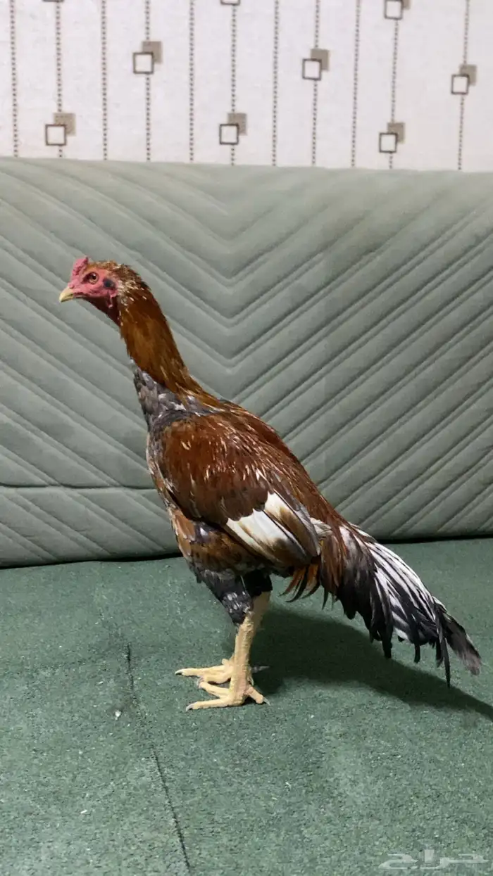 ديك باكستاني سندي سلالة غبشان للبيع 2