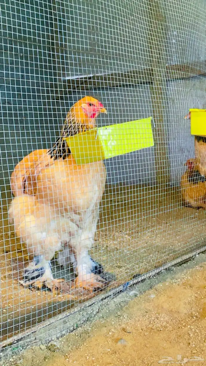 دجاج براهما بوف توب 6