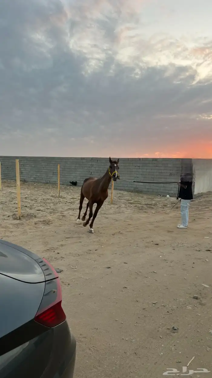 اسطبل ايواء مربط خيل 2