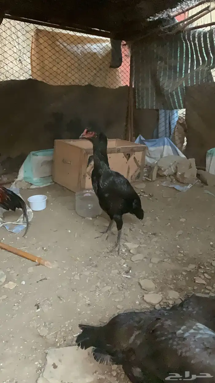 دجاج شامو الماني وياباني 2