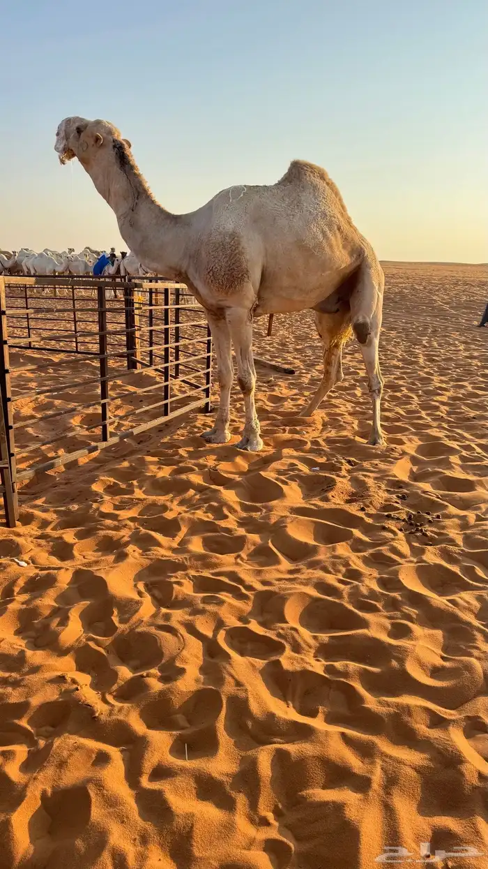 بعير منتج انتاج قوي وانتاجه موجود معه 0