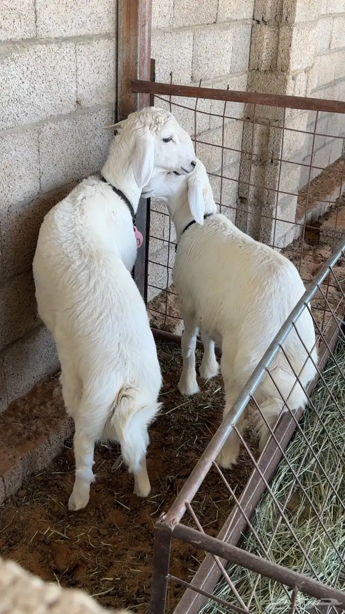 ذبايح حريات طيبات 8