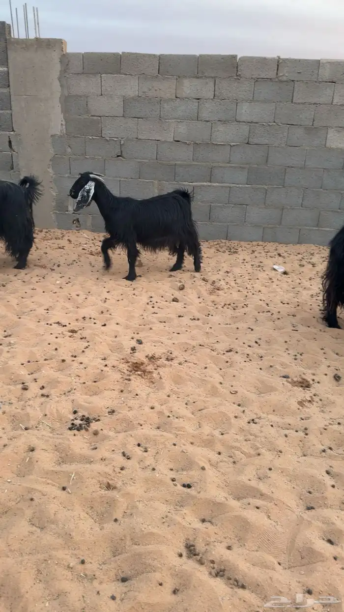 معزا دفيع مقاريب 1