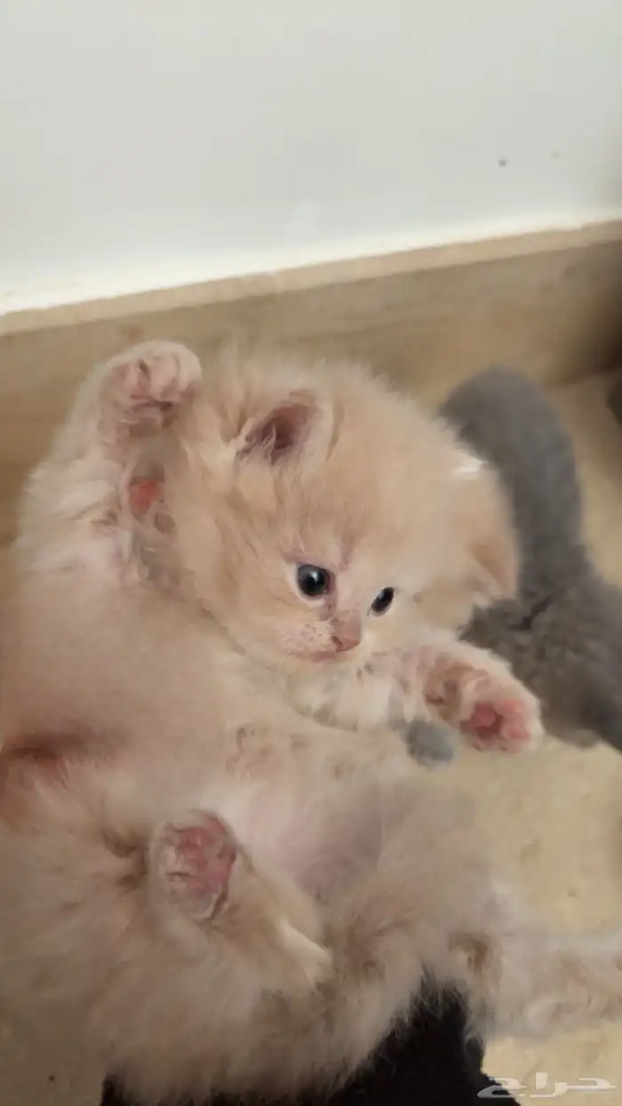 ثلاث قطط للبيع 1