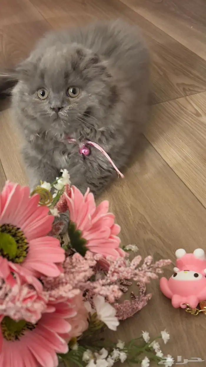 قطه سكوتش صغيره انثى 2