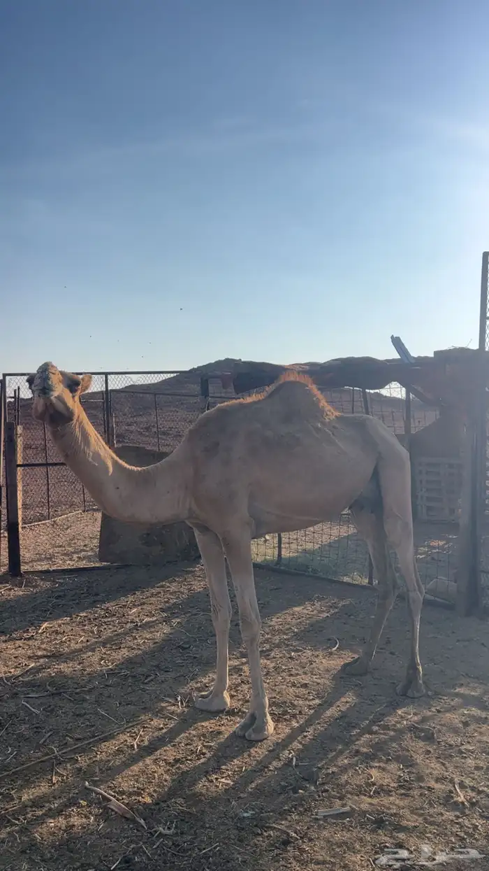 نياق خلفات مصاغير طياب شرط 1