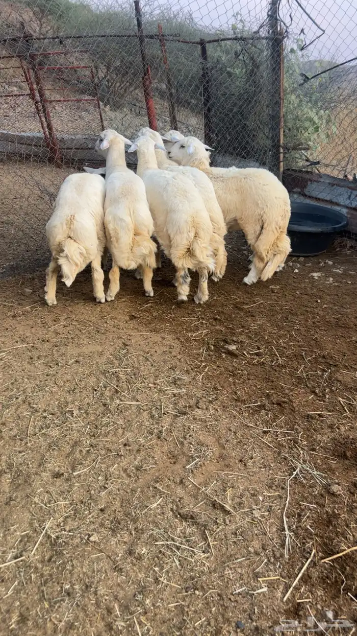 طليان فل شحم مقفله 0