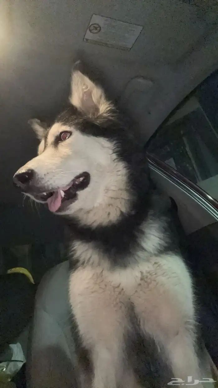 انثى هاسكي 1