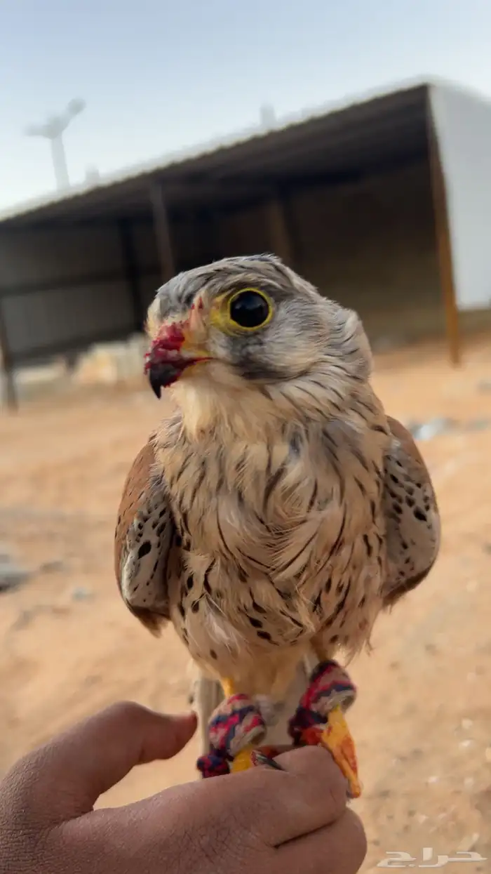 مطلوب شبوط 0