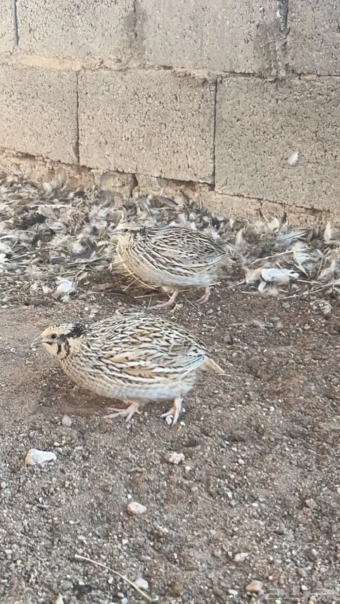 سمان بياض للبيع 0