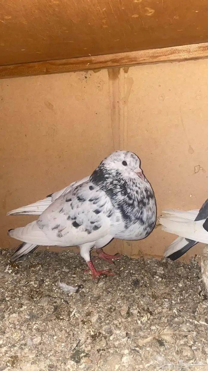 نفاخ اسباني 1