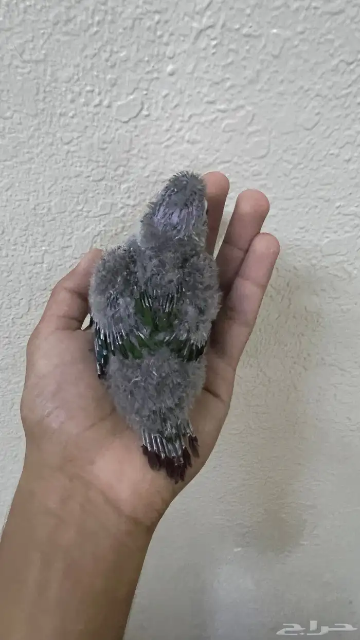 فرخ كنيور قرين شك 1