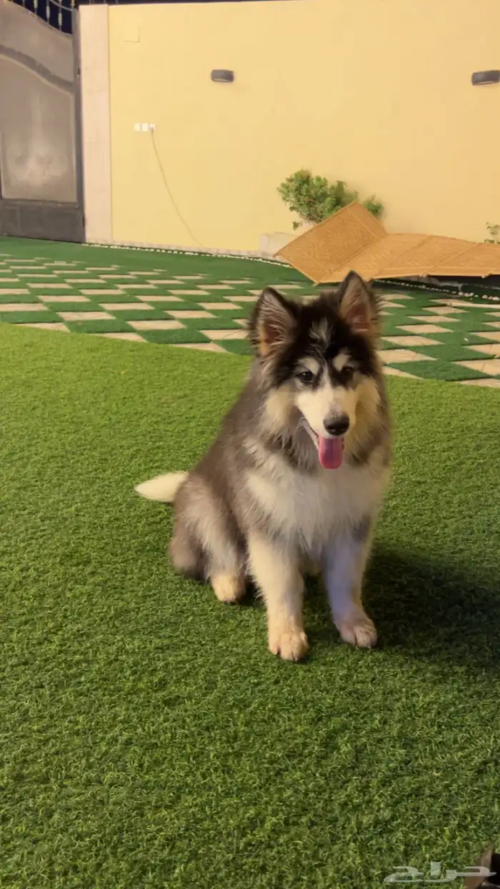 كلب هاسكي مالموت مطعم معا جواز سفر 0