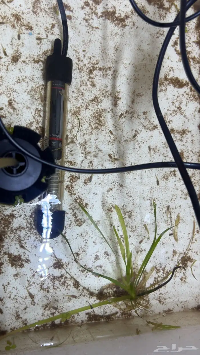 أفراخ سمك جوبي 4