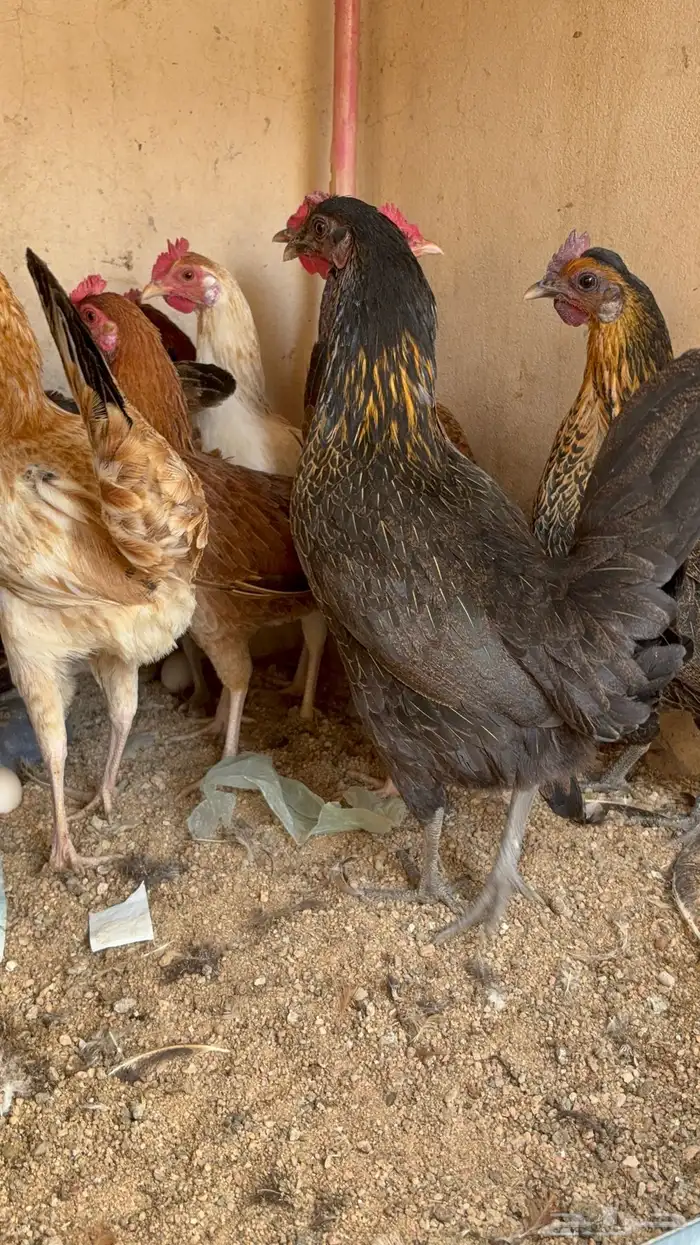 دجاج بياض بلدي اصيل 47