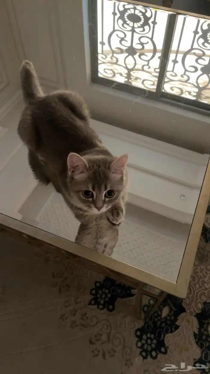 قط ذكر هجين سكوتش و شيرازي للبيع 2