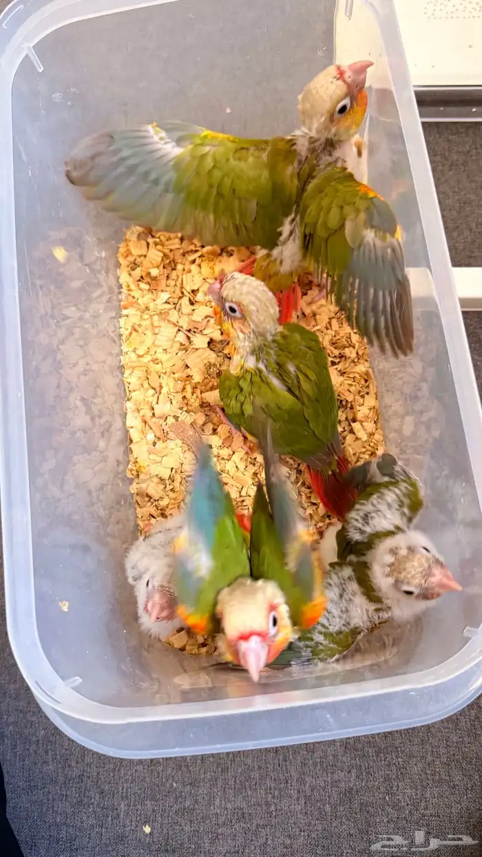 فروخ كنيور هدد داخلي الحق ماشاءالله 3