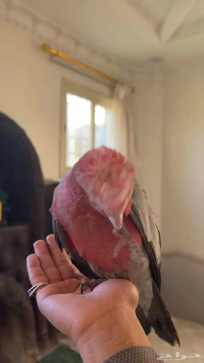 كوكاتو قالا 6