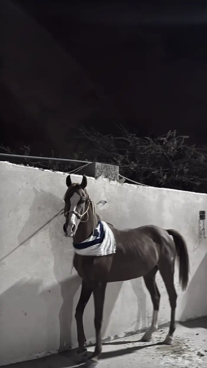 فرس شعبيه شيخه 1