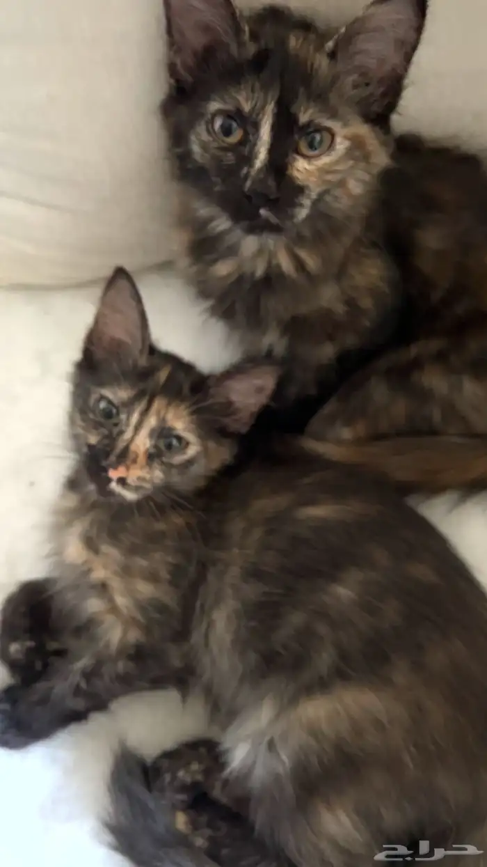 قطط للتبني 1