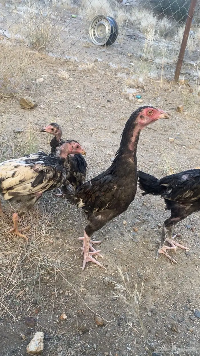 فروخ شامو الماني 1