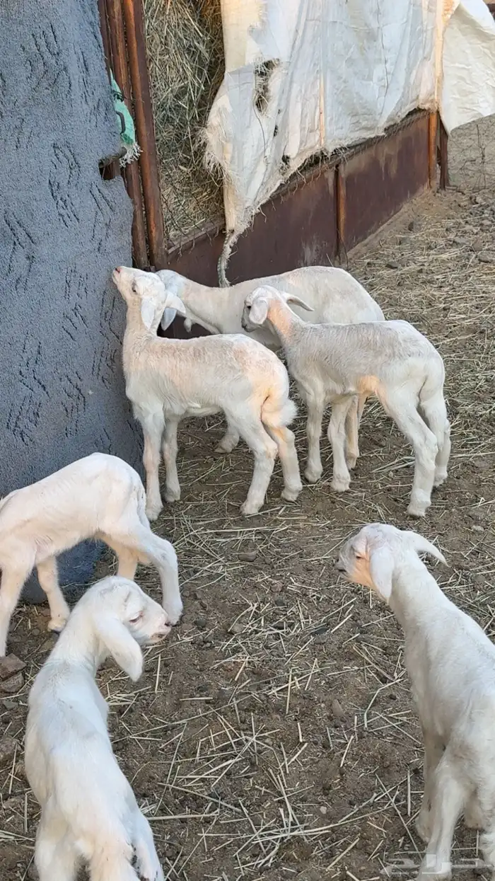 ضان شهران متابيع غنم مراح واحد وأسنان ونظافه شرط 4