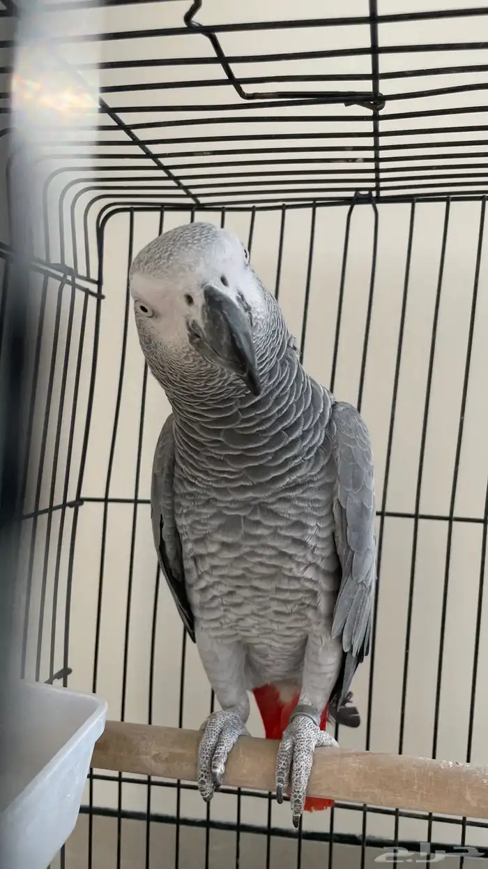 ببغاء كاسكو اليف ومتكلم 0