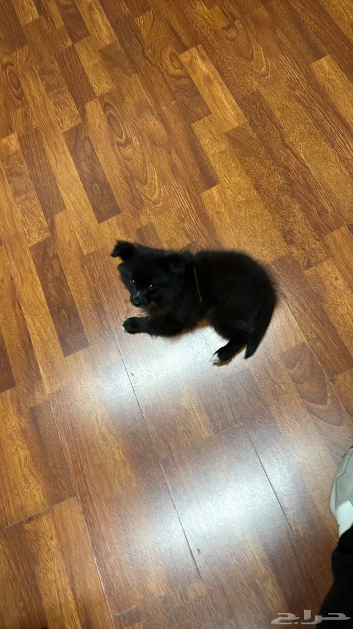 كلب للبيع - شرق الرياض 1