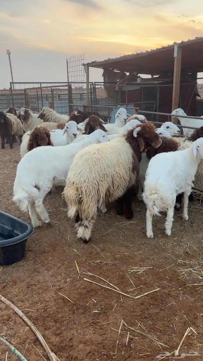 خرفان نعيم وحريات 0