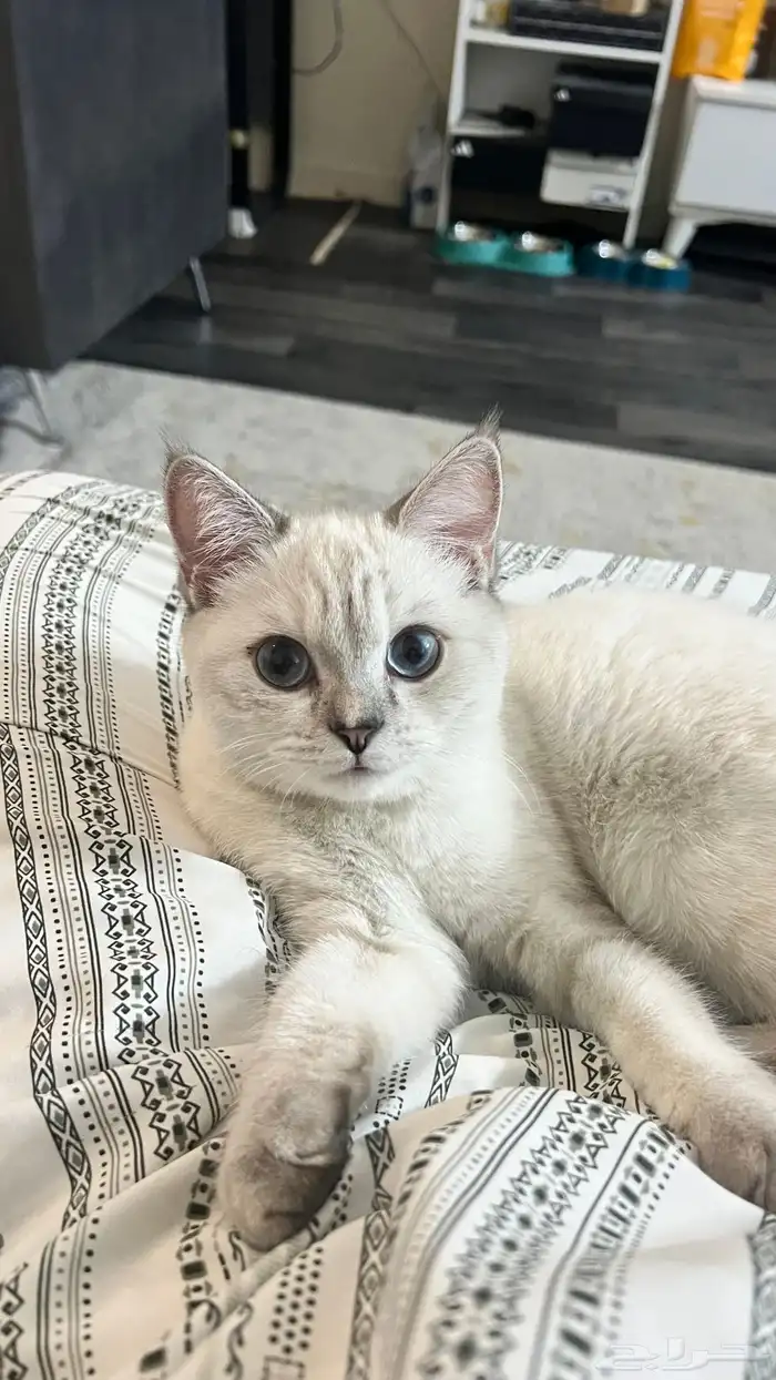 سكوتش استريت للتبني 1