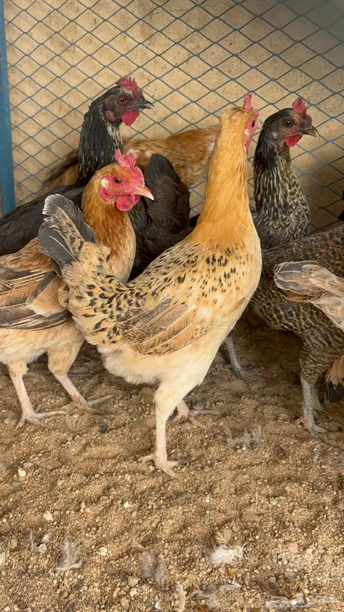 دجاج بياض بلدي اصيل 3