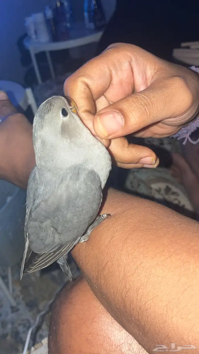 للبيع بغباء روز هدد نشبه بلون مميز لمحبين الهدد 1