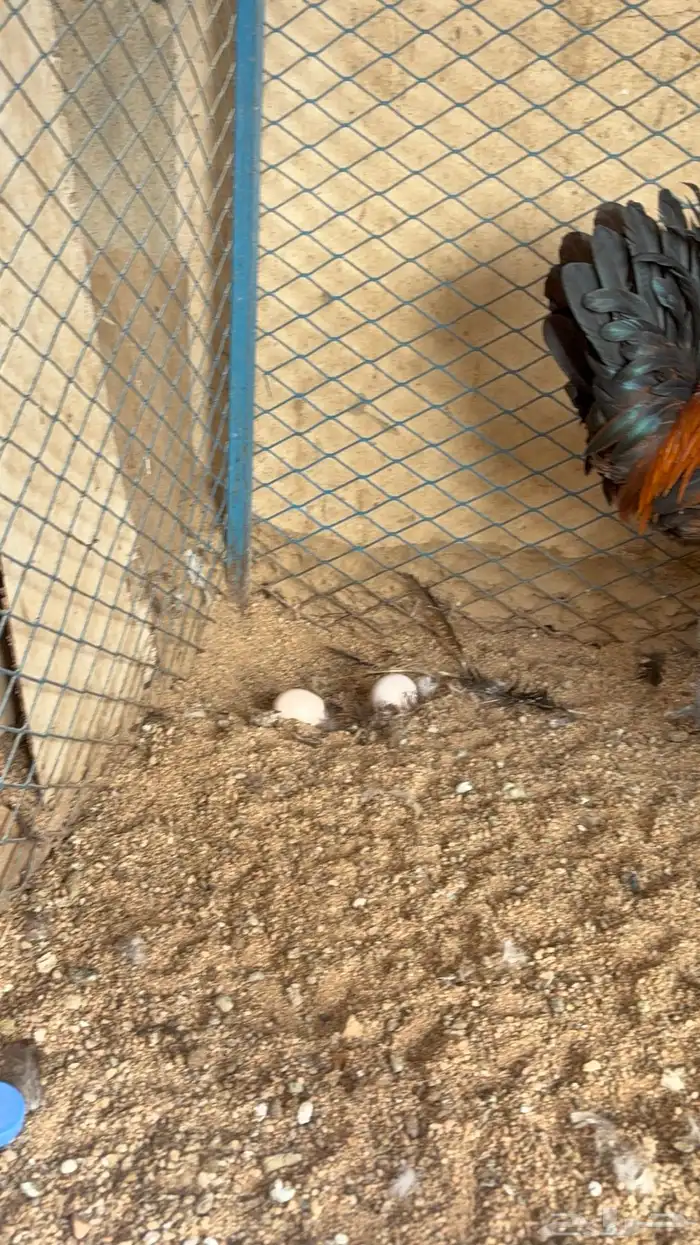 دجاج بياض بلدي اصيل 23