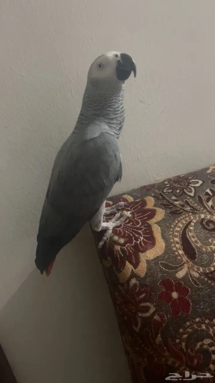 بغبغاء كاسكو للبيع 0