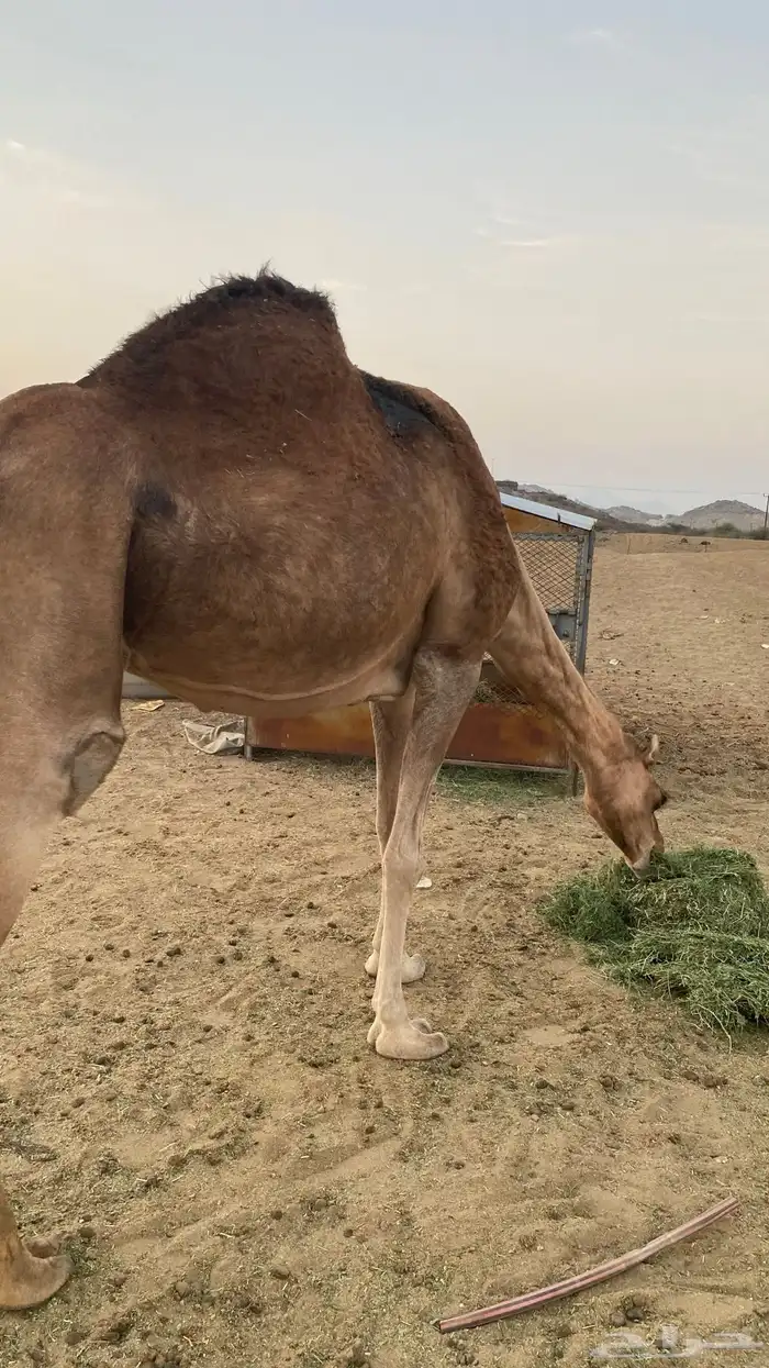 مدني مشروطه شرط 1